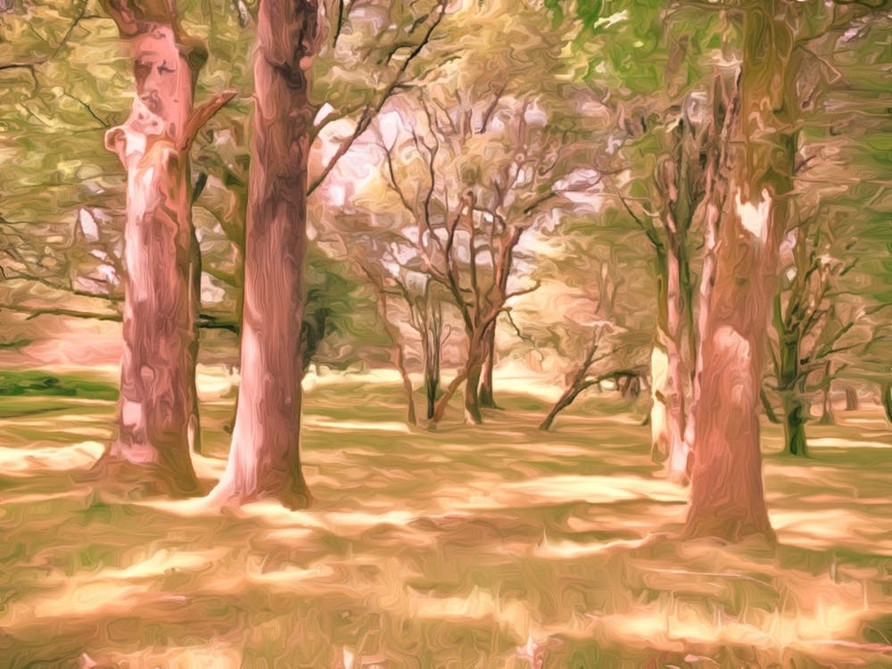 Sun In Trees