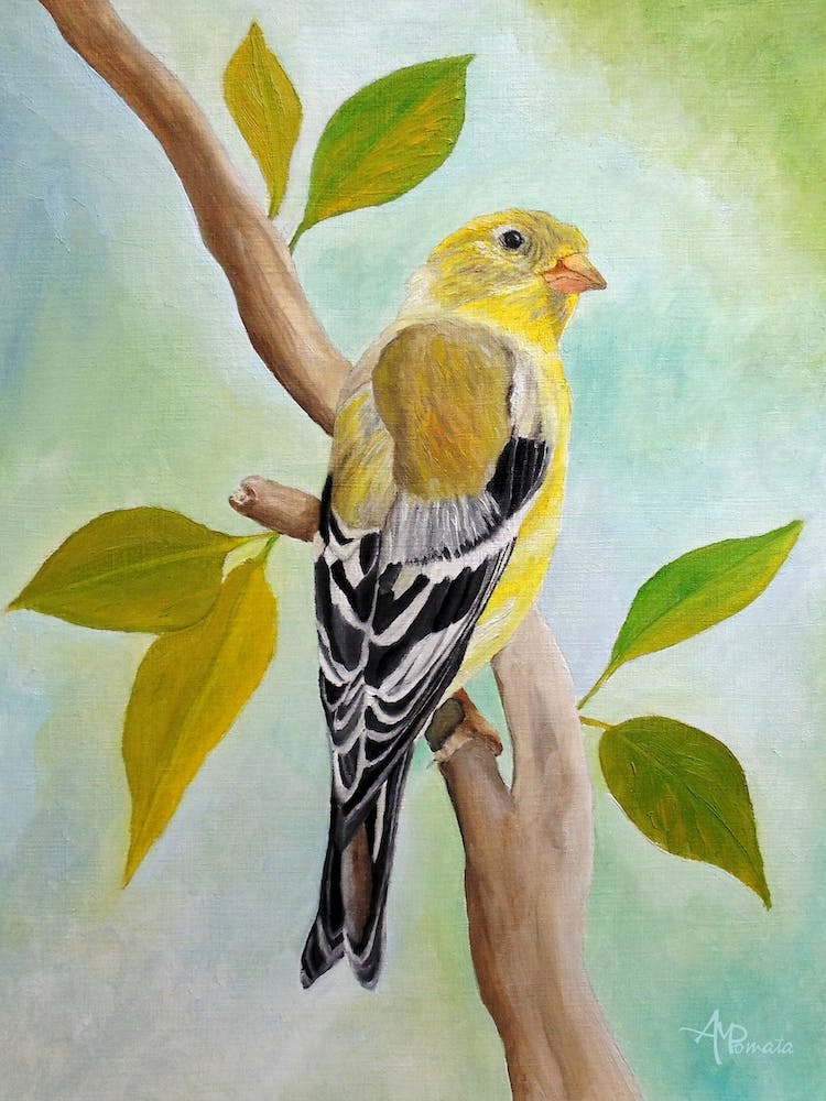 Pretty American Goldfinch
