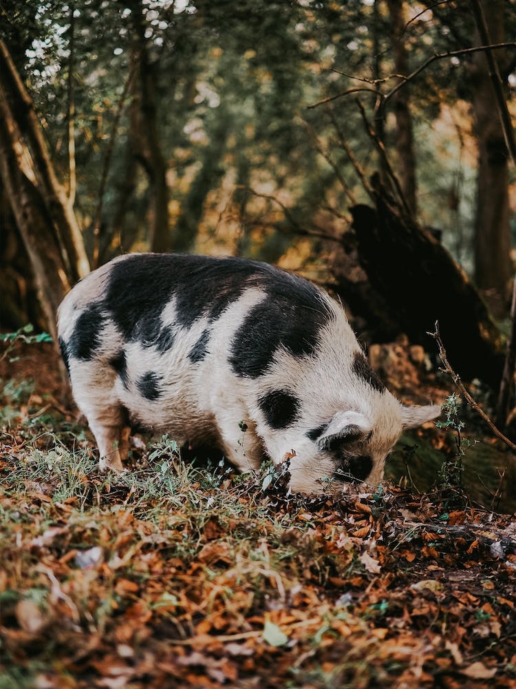 Kune Kune Schwein