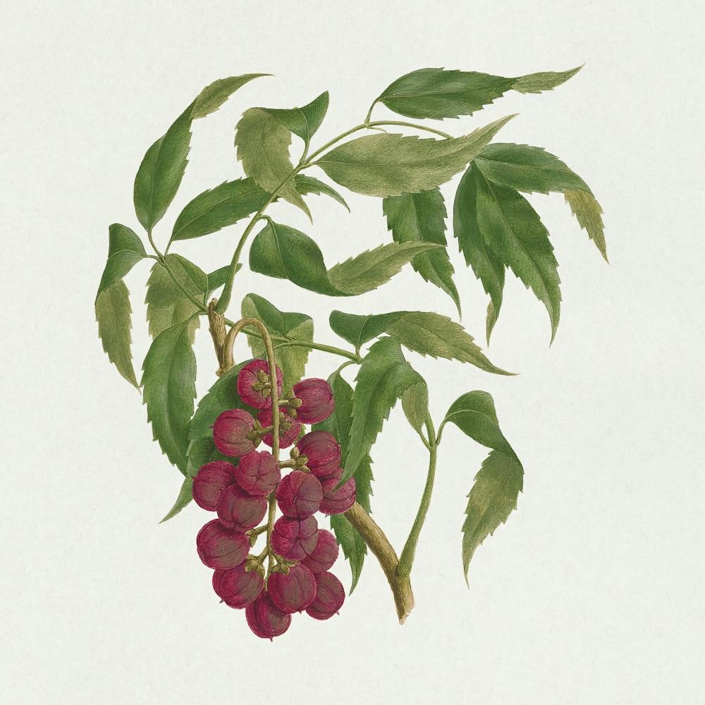 Bersame Abyssinica Fresen, Luigi Balugani