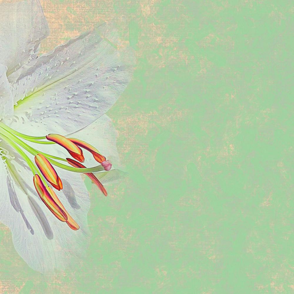 Lily Of The Valley 4