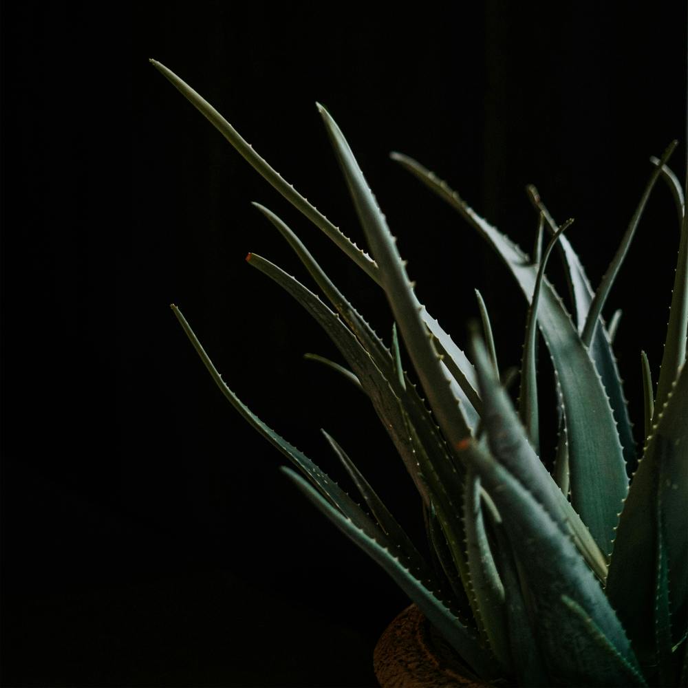 The Aloe Vera In A Moody Vibe Square