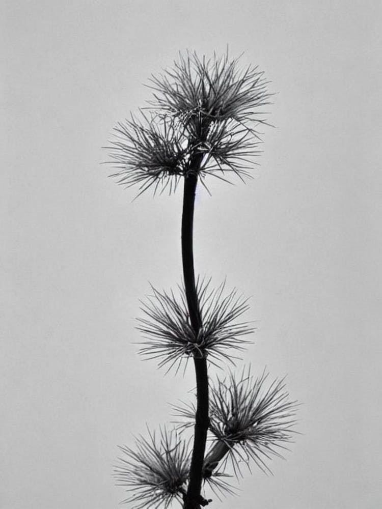 Cypress B&W Pencil 1 Flower