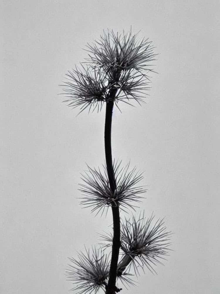 Cypress B&W Pencil 1 Flower