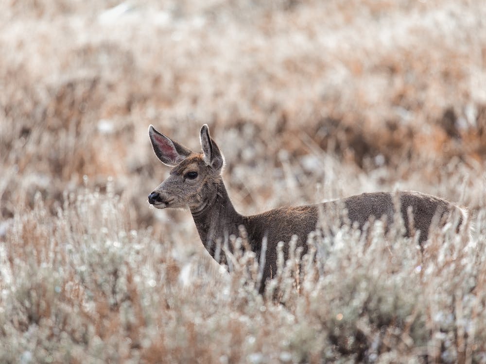 Deer In High Grass