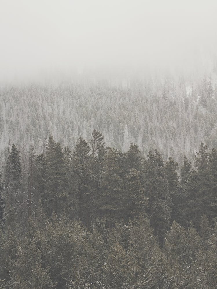 Forêt de Conifères Brumeuse