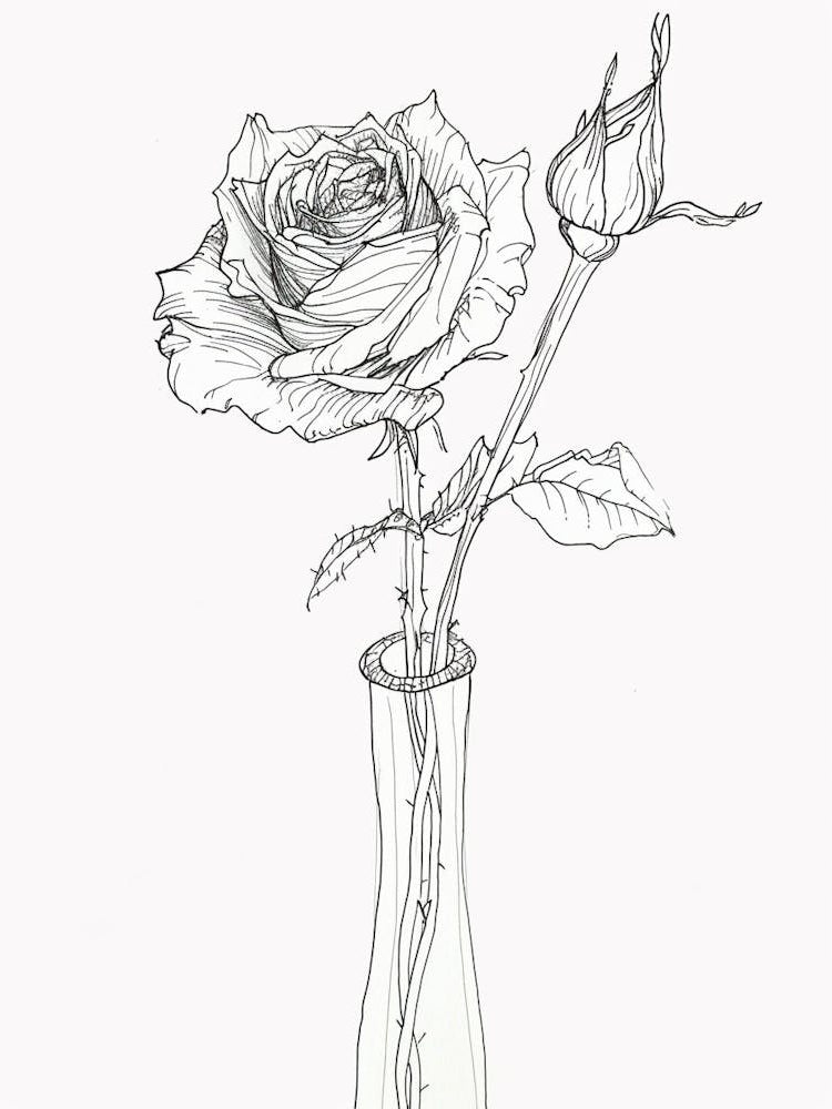 English Rose In A Vase Line Drawing 1