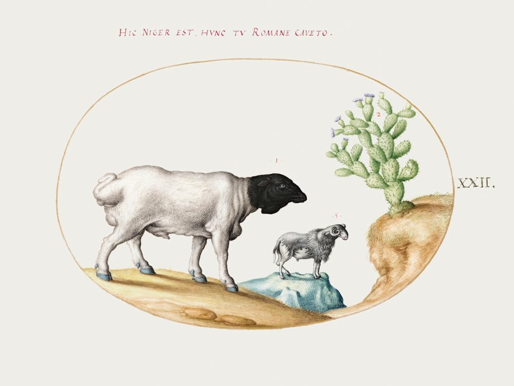 Blackhead Persian Sheep And A Sheep With A Long Tail, With A Cactus (1575–1580), Joris Hoefnagel