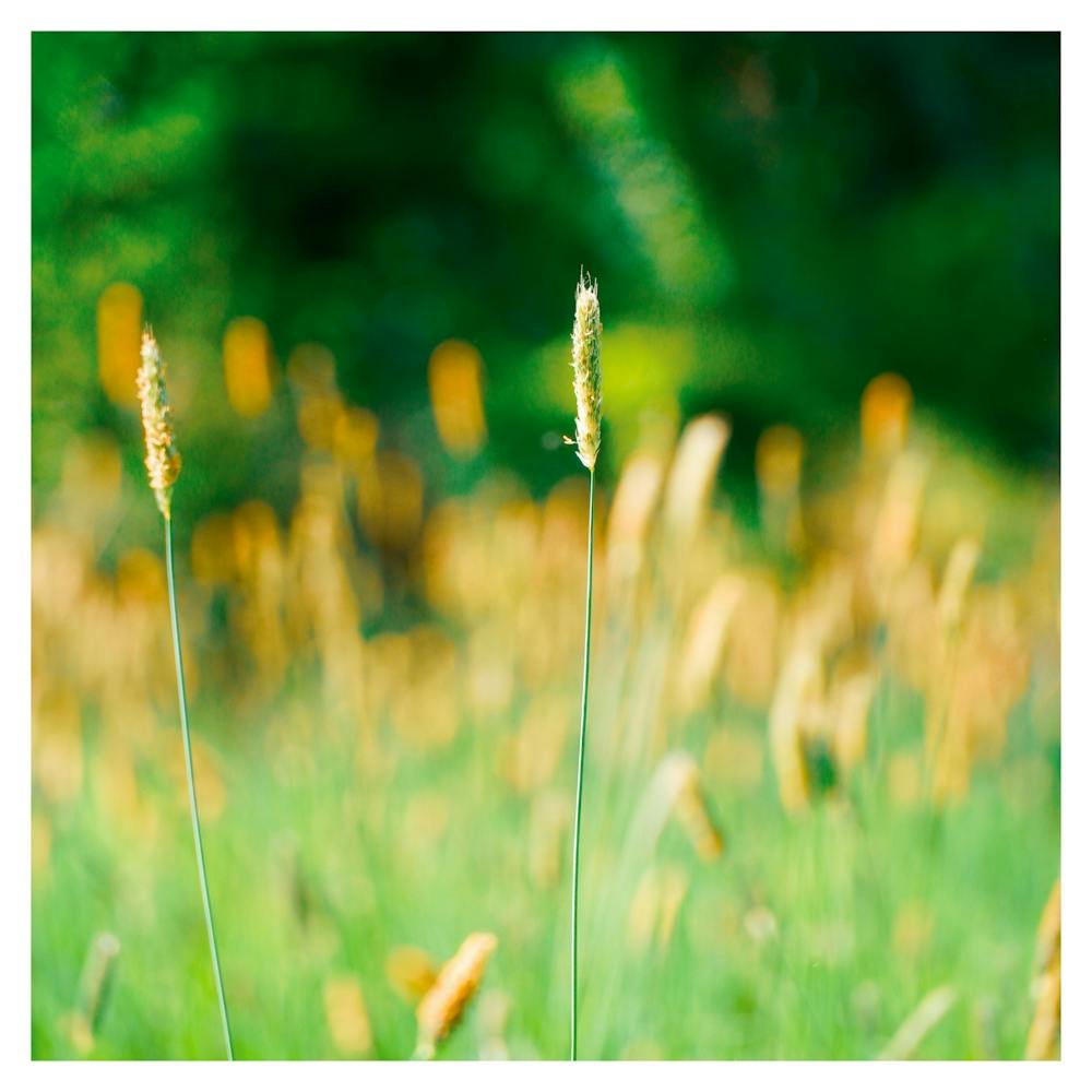 Grasses