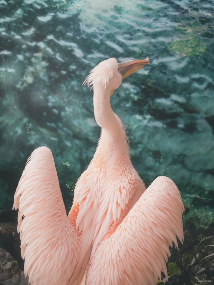A Pink Pelican By The Emerald Color Water