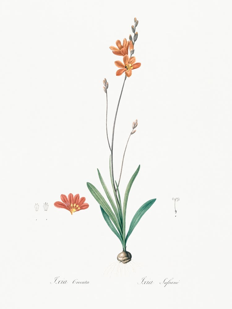 Mossel Bay Tritonia Illustration From Les Liliacées (1805), Pierre Joseph Redoute