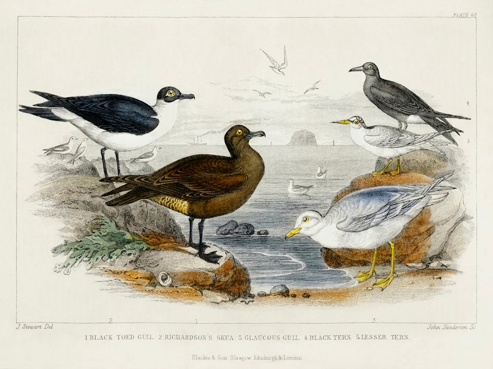 Black Toed Gull, Richardson's Skua, Glaucous Gull, Black Tern, And Lesser Tern, Oliver Goldsmith
