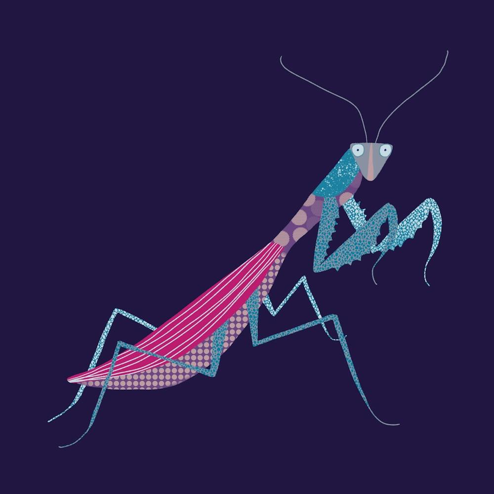 Praying Mantis in the Dark