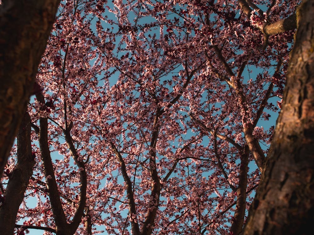Cherry Blossoms. Trees Against The Sky Under The Light Of The Sun