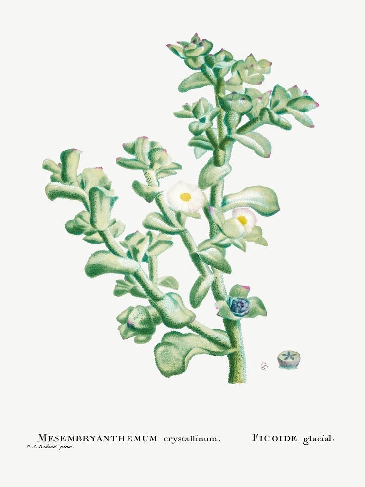 Mesembryanthemum Crystallinum, Pierre Joseph Redoute