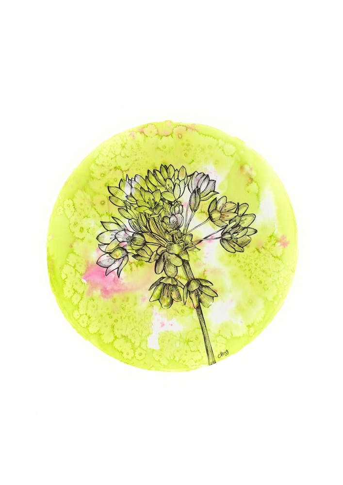 Allium On Green With Pink