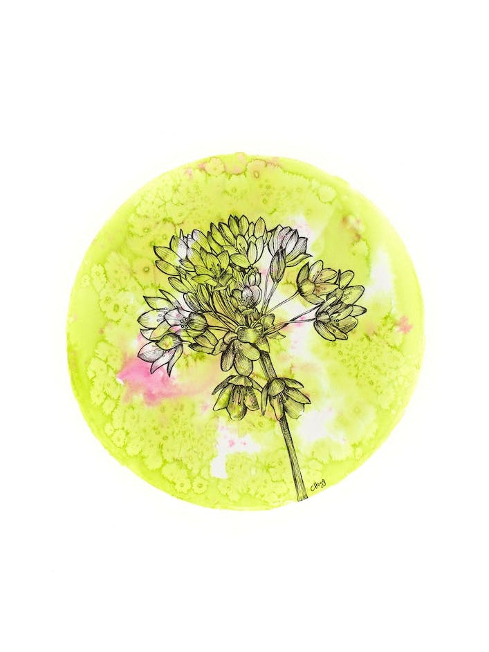 Allium On Green With Pink