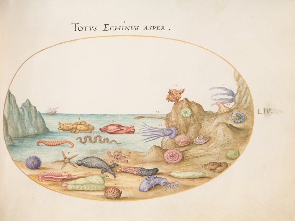 Animalia Aqvatilia et Cochiliata (c. 1575 -1580), Joris Hoefnagel