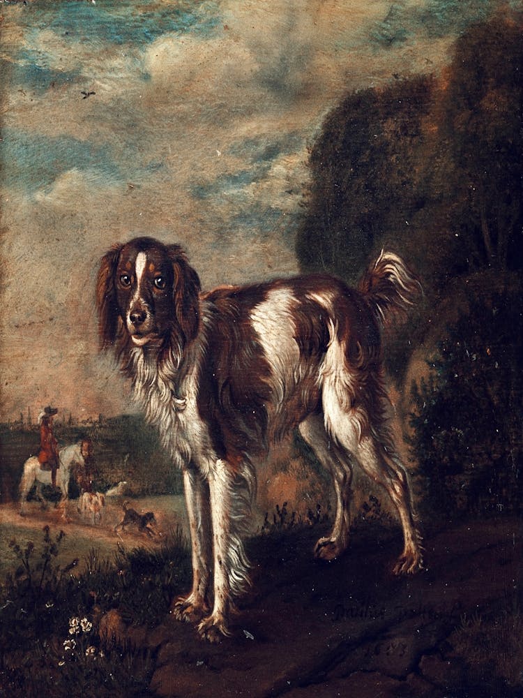 Springer Spaniel
