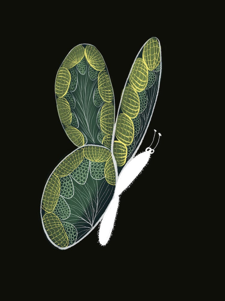 Butterfly