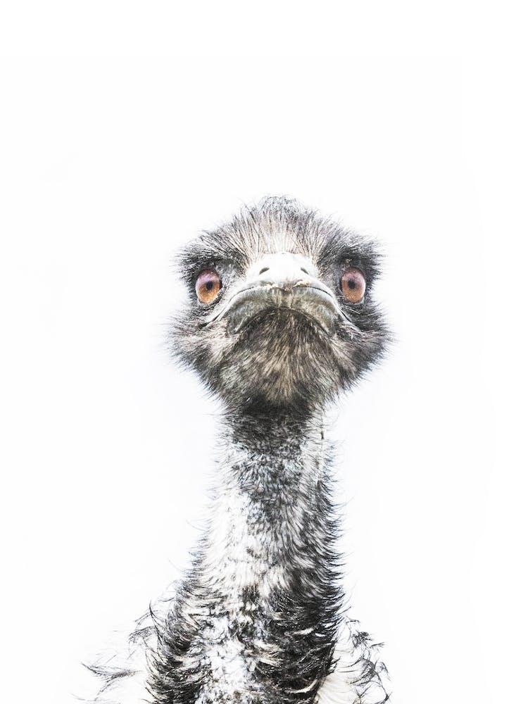 Emu