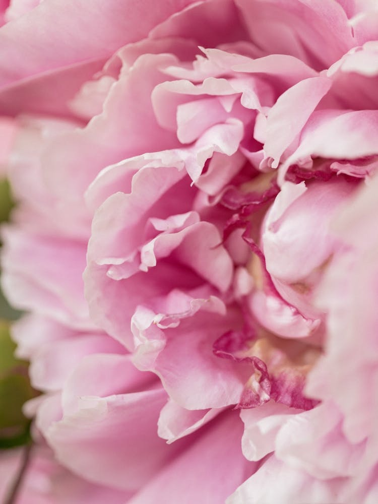 Pivoine Rose