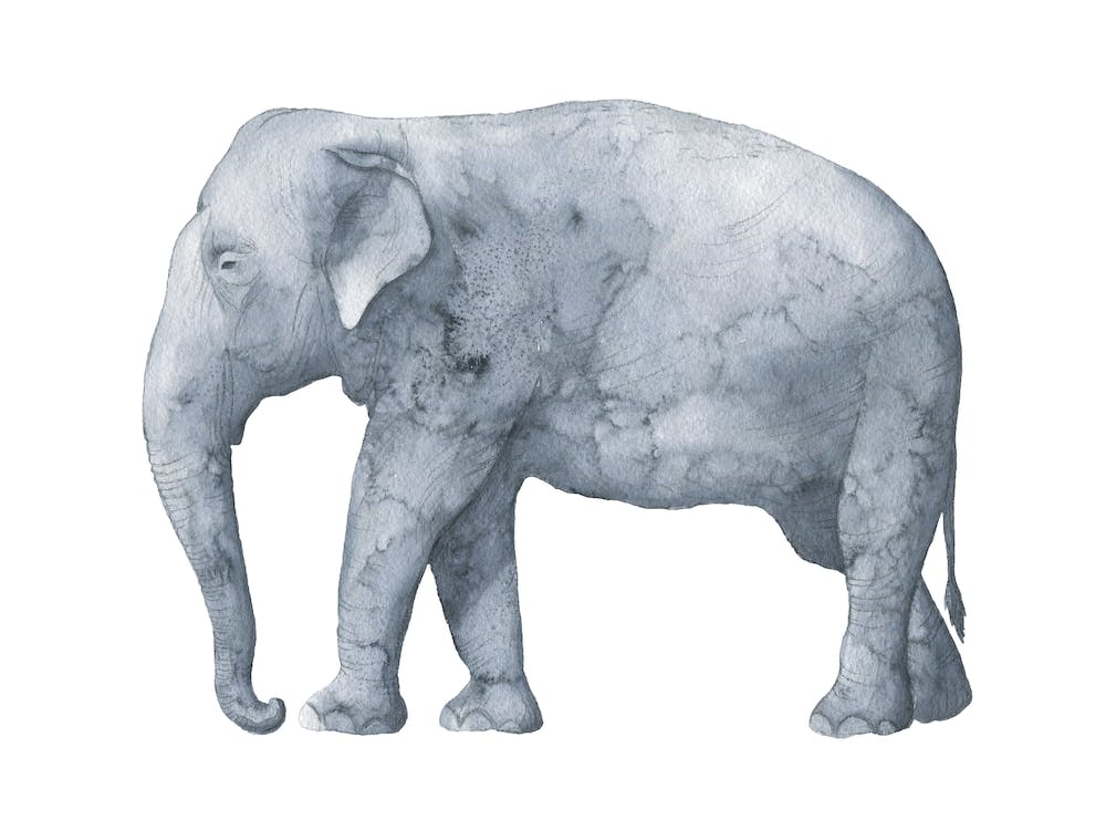 Elephant Watercolour Landscape