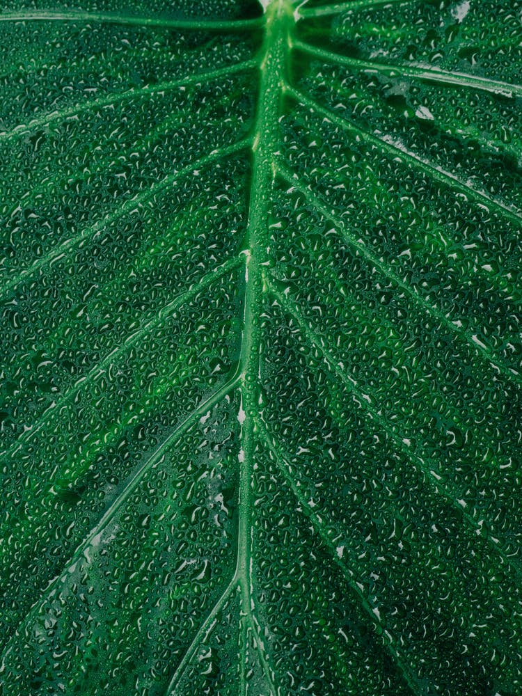 Green Leaf With Water Droplets