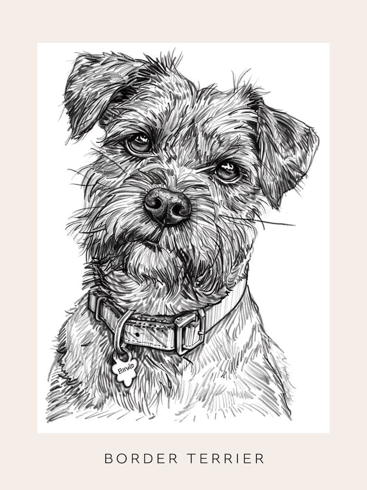 Border Terrier Dog Line Sketch 2 Poster