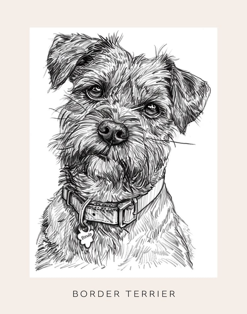 Border Terrier Dog Line Sketch 2 Poster