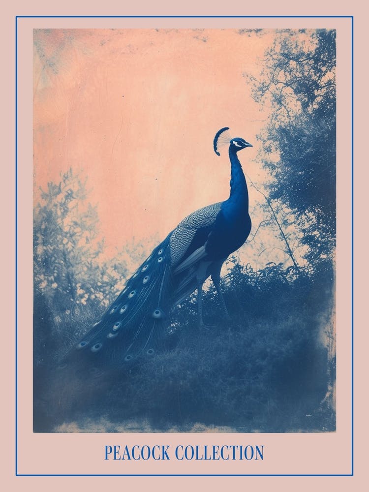 Peacock In The Wild Blue Cyanotype 1 Poster
