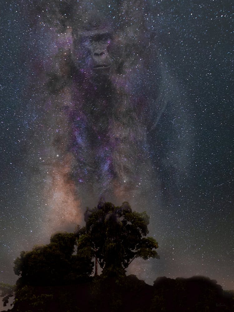 Silverback Gorilla Galaxy