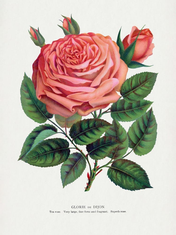Vintage Botanical Pink Rose, Glorie De Dijon Lithograph _2697909