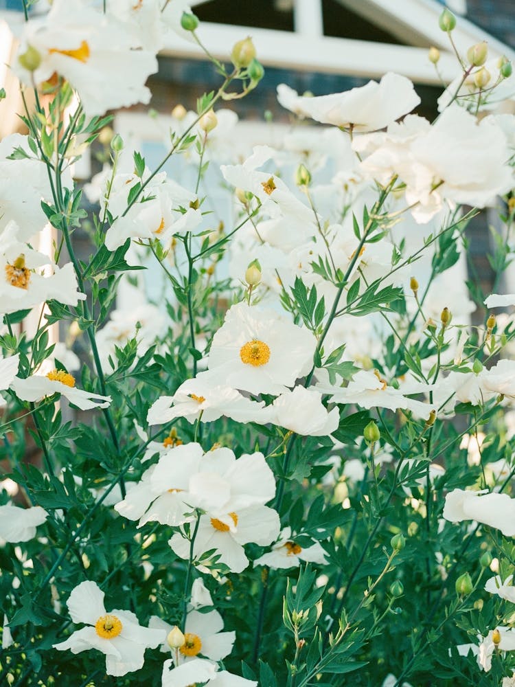 Cannon Beach Blooms IV on Film
