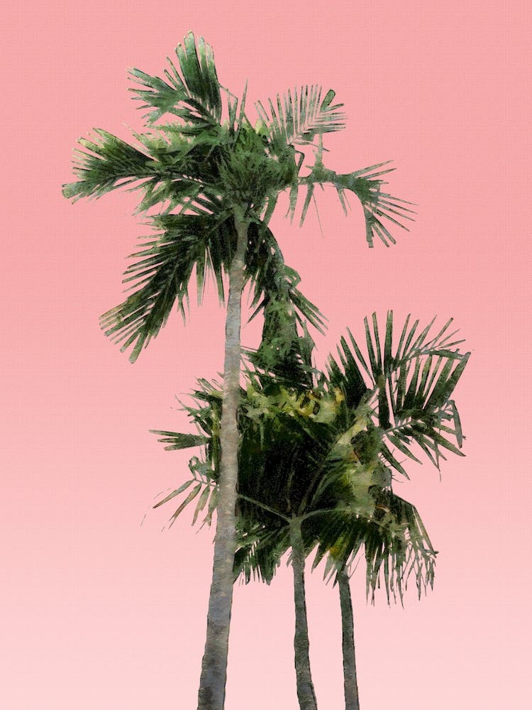 Palm Trees on Pink