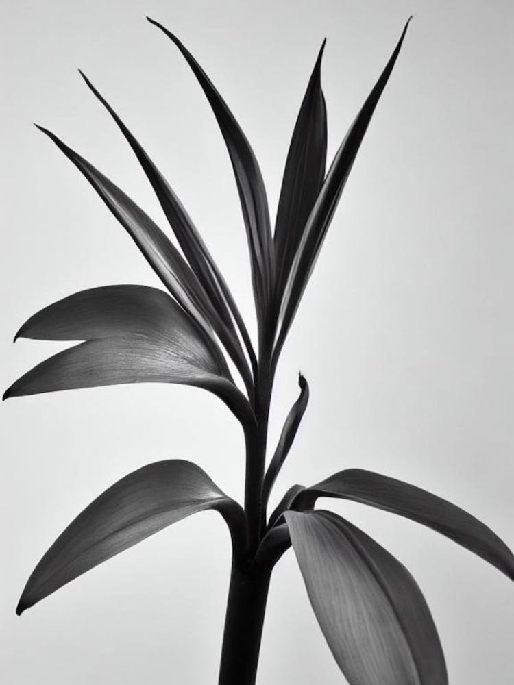 Bird Of Paradise B&W Pencil 1 Flower