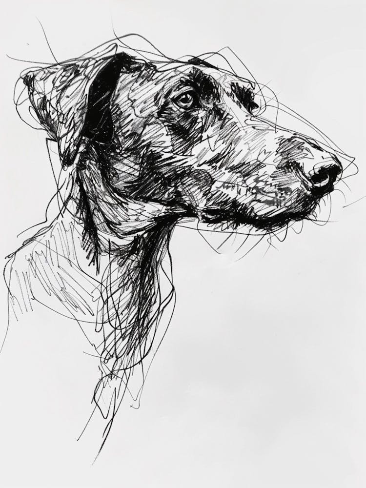 Beauceron Dog Line Sketch  1