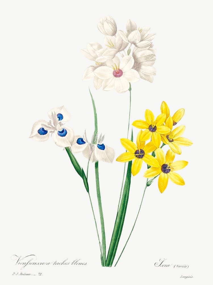 Corn Lily, Pierre Joseph Redoute