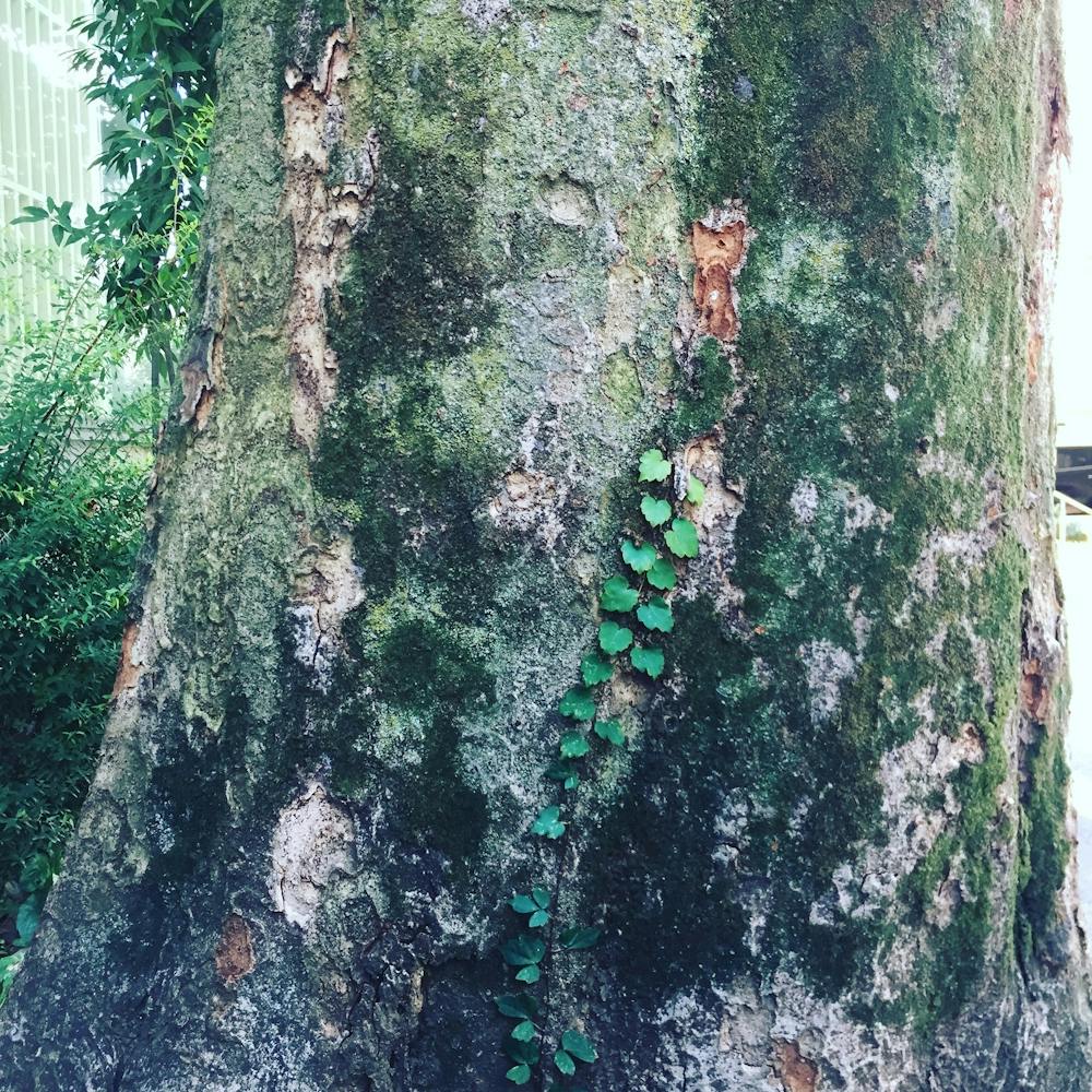 Tree In Minato Ku, Tokyo, Japan