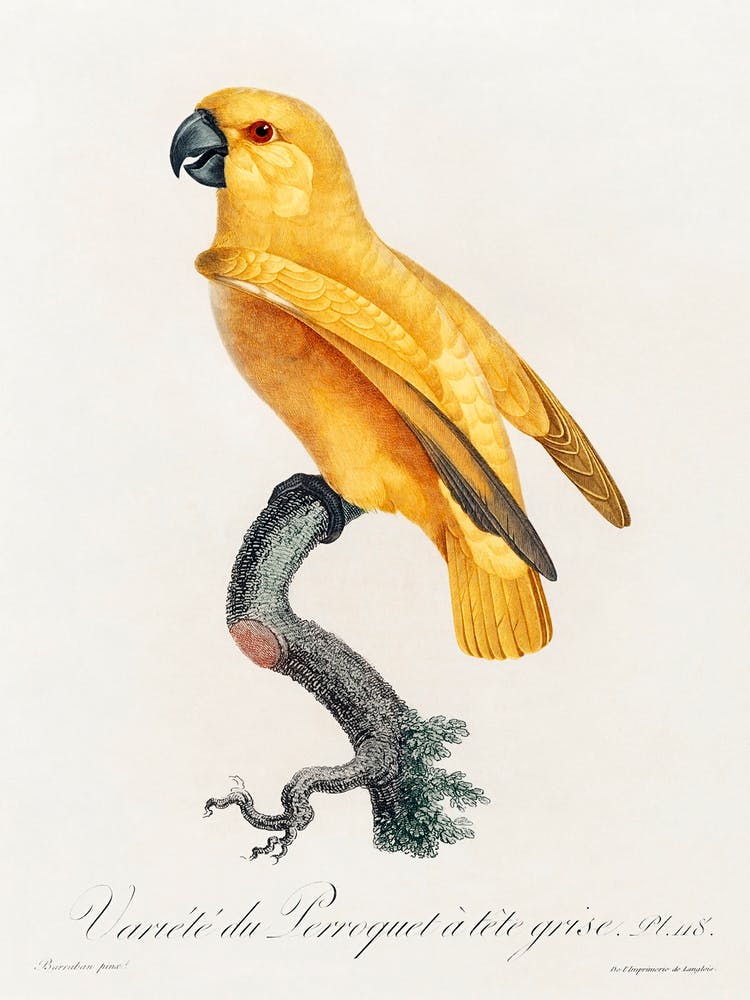 Senegal Parrot From Natural History Of Parrots, Francois Levaillant 2