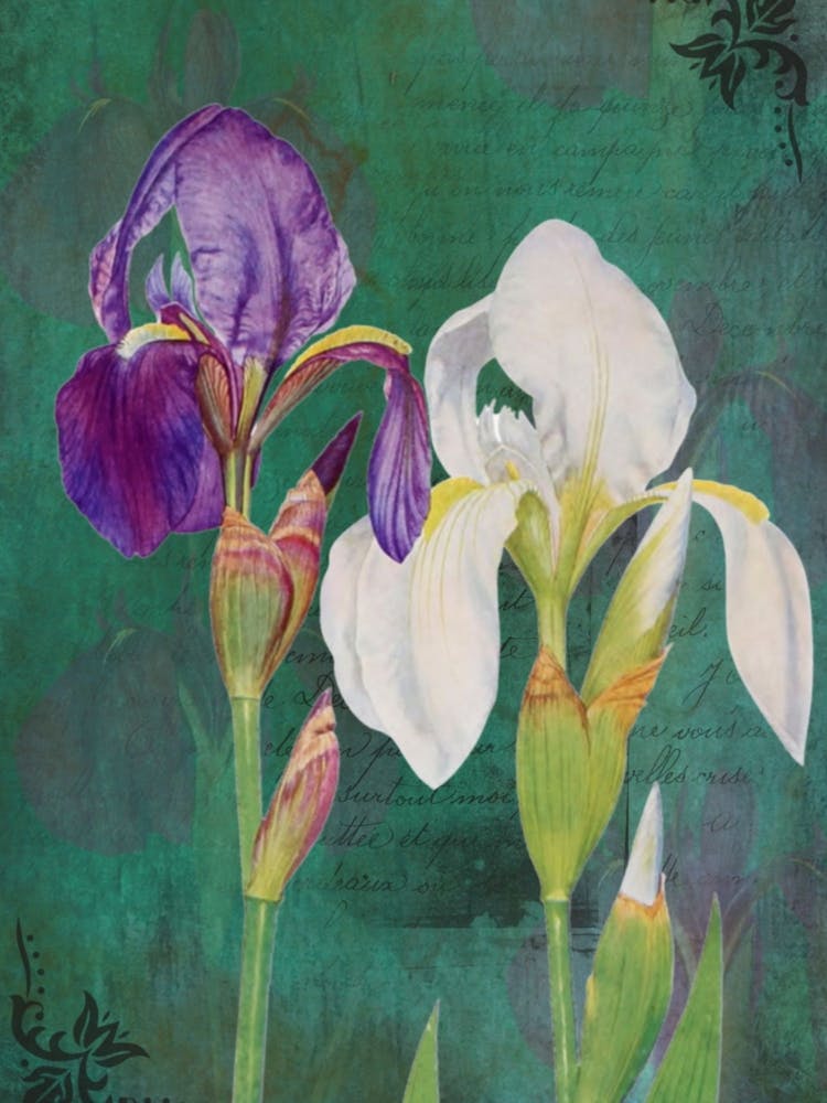 Two Irises