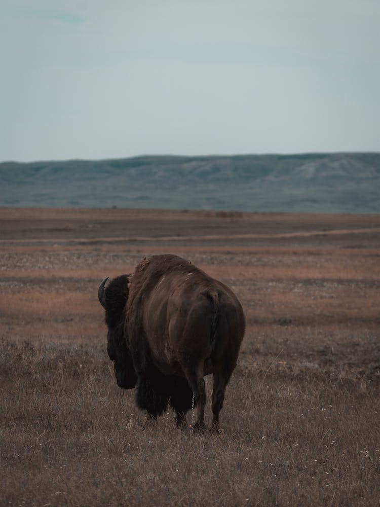 South Dakota Bison