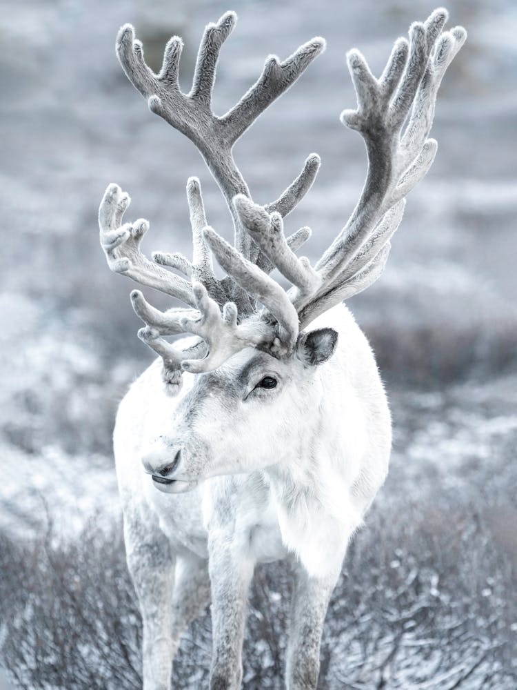 White Reindeer