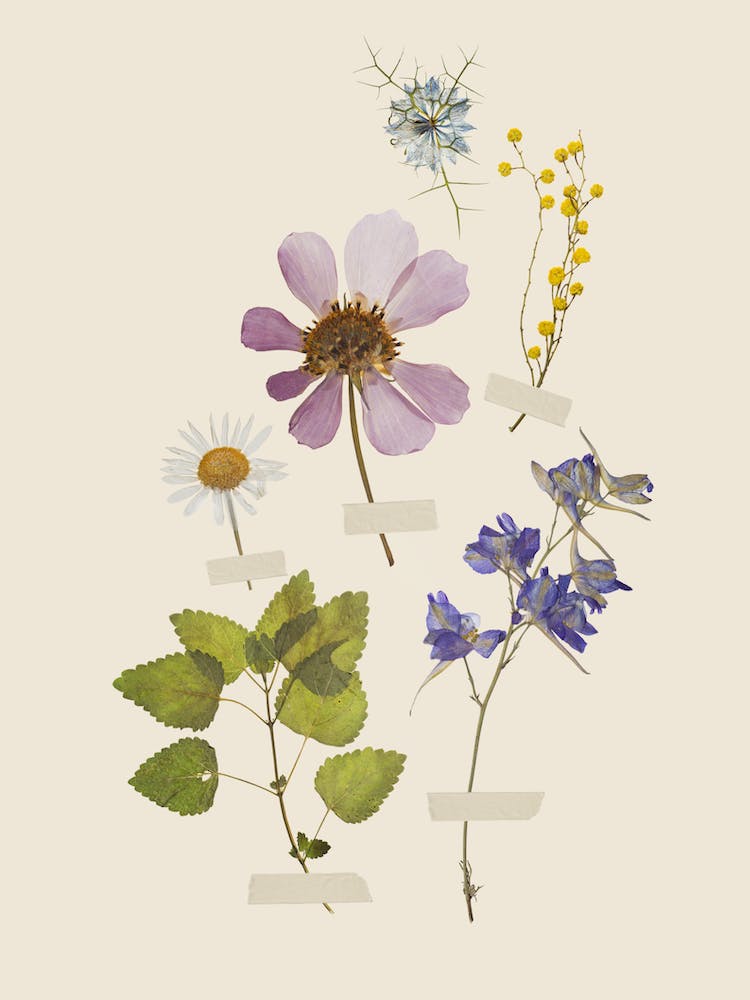 Spring Wildflowers Poster
