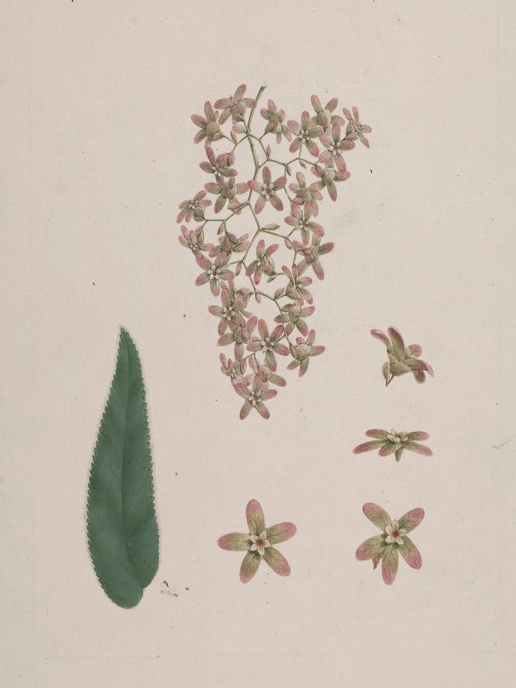 Hagenia Abyssinica (Bruce) J.F. Gmel, Luigi Balugani