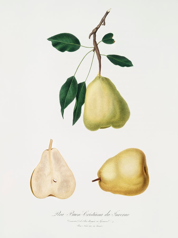Pear (Pyrus Communis) From Pomona Italiana (1817 1839), Giorgio Gallesio 1