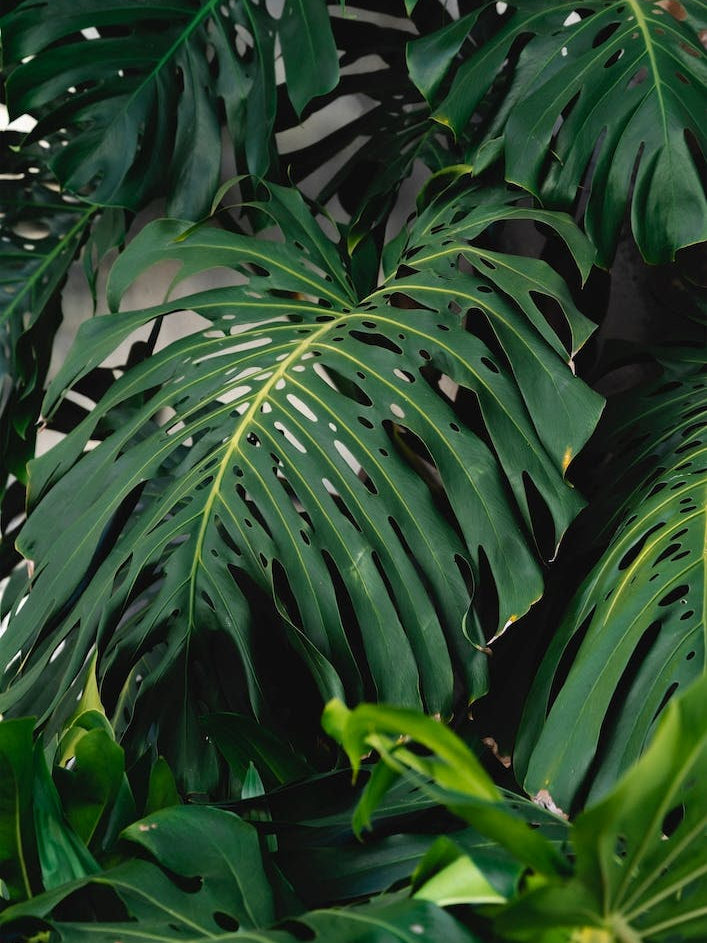 Green Monstera