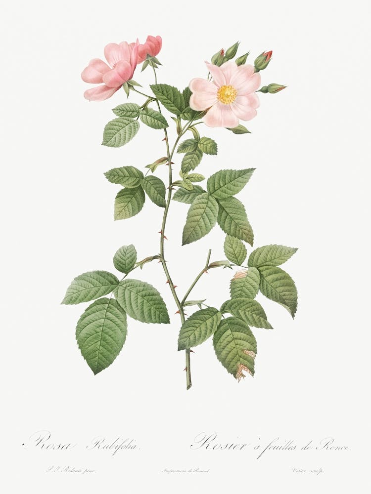 Rosa Glauca, Pierre Joseph Redoute