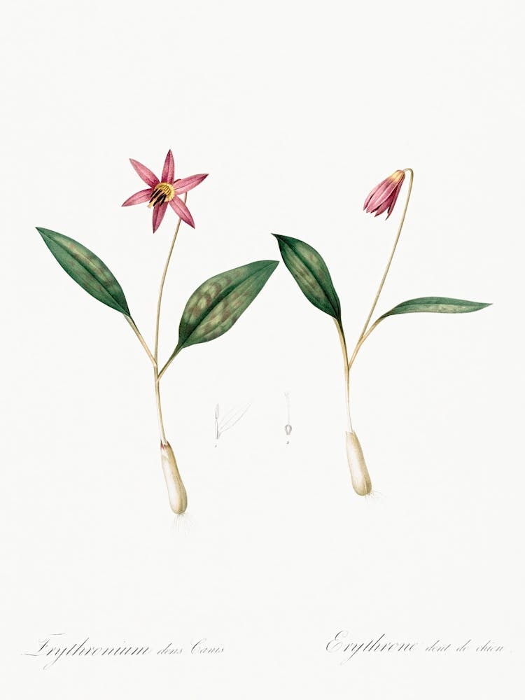 Erythronium Illustration From Les Liliacées (1805), Pierre Joseph Redoute