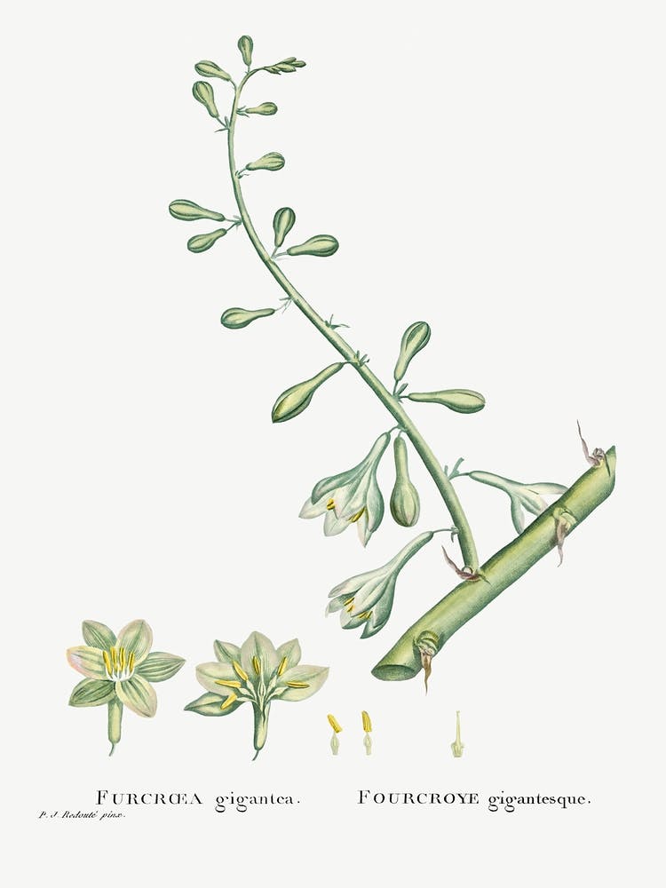 Furcraea Gigantea, Pierre Joseph Redoute 1